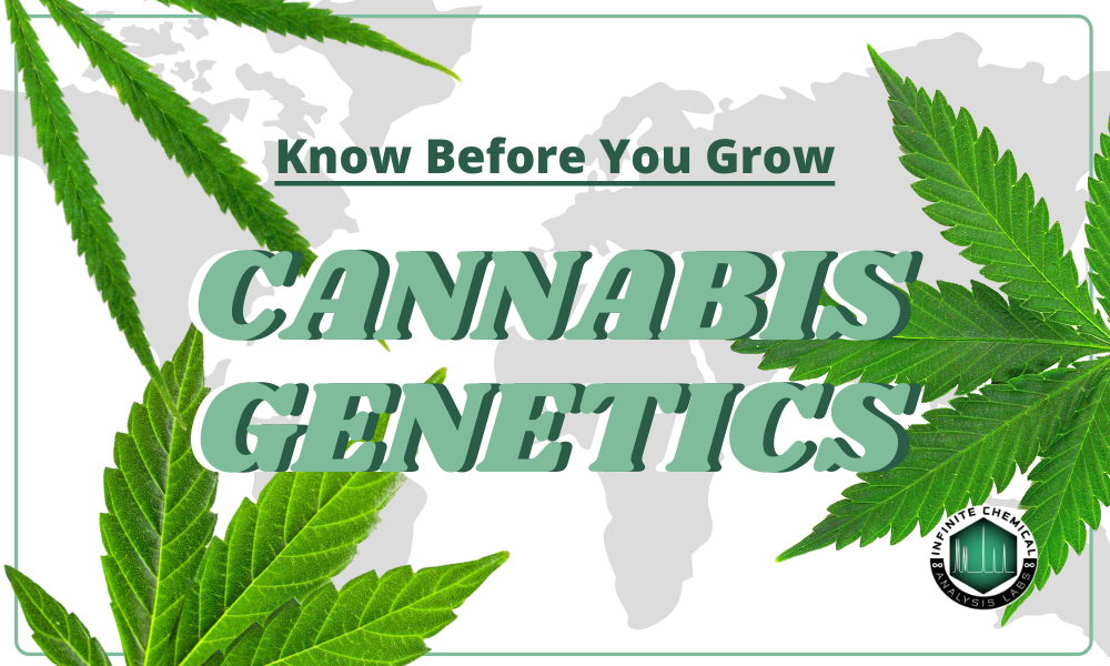Know Before You Grow: Cannabis Genetics