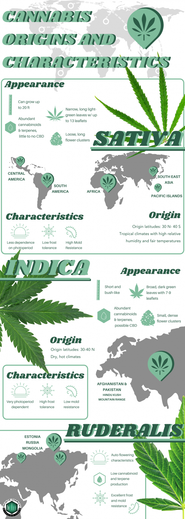 Know Before You Grow: Cannabis Genetics – Infinite Chemical Analysis Lab